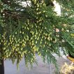 شاخه و برگ سرو عود
