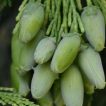 میوه بذر سرو عود