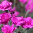 گل میخک زینتی بنفش
