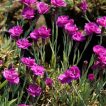میخک زینتی بنفش در باغ