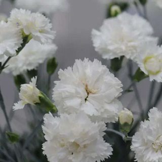 دسته گل میخک زینتی سفید