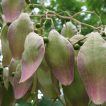 برگ سیدالاشجار