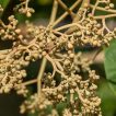 بذر سیدالاشجار