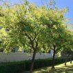 لیلکی آمریکایی نرسیده