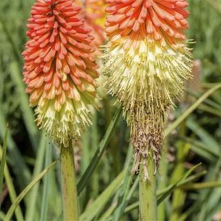 شکوفه سوسن مشعل