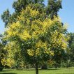 باران طلایی شانه‌ای در طبیعت
