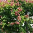 درخت باران طلایی شانه‌ای