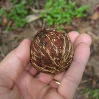 میوه نخل ارانیا پالیندین در دست