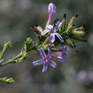 شکوفه علف سربی