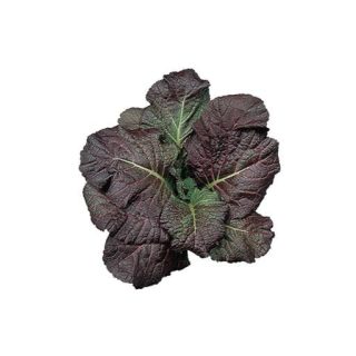 اسفناج ژاپنی قرمز