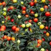 بوته گوجه زینتی