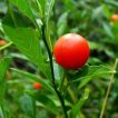 گیلاس گوجه زینتی