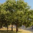 درخت تلخ بیان درختی در طبیعت