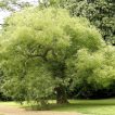 درخت تلخ بیان درختی