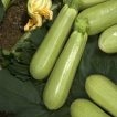 میوه کدو خورشتی چارلیستون