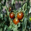 بذر گوجه فرنگی حنایی بوته ای