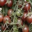 شاخه گوجه فرنگی حنایی بوته ای