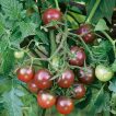 ساقه گوجه زیتونی خرمایی درختی