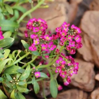 گل عسل (آلیسوم) پاکوتاه الوان روی صخره