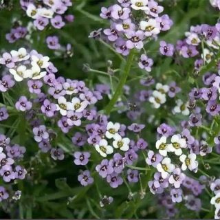 گل عسل (آلیسوم) پاکوتاه بنفش