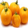 میوه گوجه فرنگی غول پیکر زرد بلژیکی