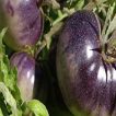 شاخه بذر گوجه فرنگی غول پیکر بنفش درختی