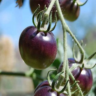 شاخه گوجه فرنگی غول پیکر ارغوانی درختی