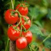 شاخه گوجه فرنگی غول پیکر قرمز بوته ای