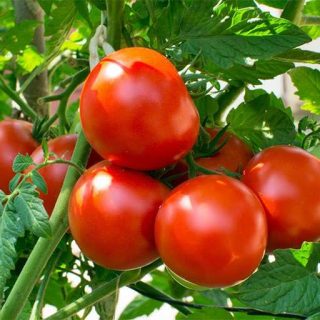 بوته گوجه فرنگی غول پیکر قرمز بوته ای