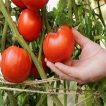 میوه گوجه فرنگی غول پیکر قرمز بوته ای