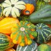 پس زمینه کدو گرملینز