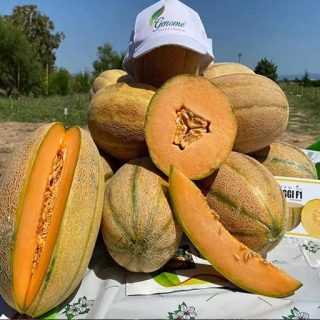 بذر خربزه جانا عسلی از روبرو
