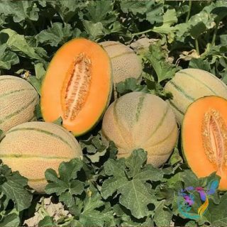 میوه خربزه جانا عسلی در باغ