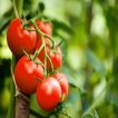 شاخه گوجه فرنگی قرمز بوته ای آبدار
