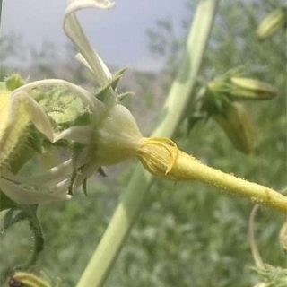 گل شکافته