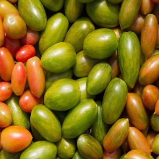 بذر گوجه زیتونی ببری میکس