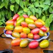 بذر گوجه زیتونی ببری میکس از روبرو
