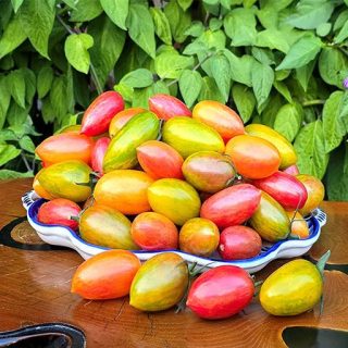 بذر گوجه زیتونی ببری میکس از روبرو