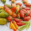 بذر گوجه زیتونی ببری میکس روی میز
