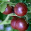 ساقه گوجه فرنگی شرابی بوته ای