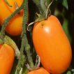 ساقه گوجه زیتونی نارنجی درختی