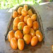 میوه گوجه زیتونی نارنجی درختی در سبد