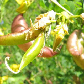 شکوفه نیام حبابی