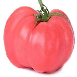 بذر گوجه فرنگی صورتی بوته ای پس زمینه