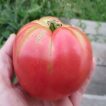 بذر گوجه فرنگی صورتی بوته ای غول پیکر
