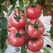 شاخه گوجه فرنگی صورتی بوته ای
