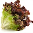 کاهو پیچ ارغوانی از روبرو