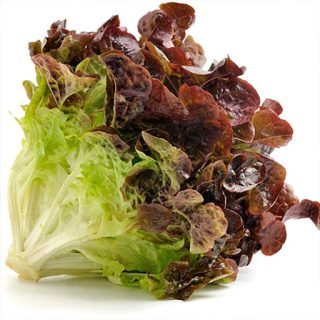 کاهو پیچ ارغوانی از روبرو