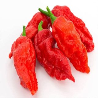 بذر فلفل چروک قرمز پس زمینه