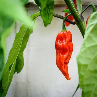 بذر فلفل چروک قرمز از روبرو